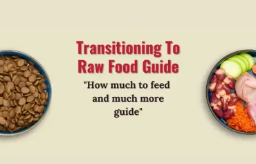 How to Feed Raw Dog Food? a Beginner Guide